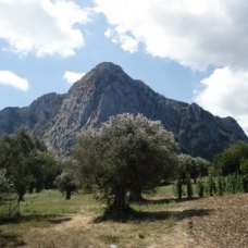 Monte Bulgheria e gli olivi