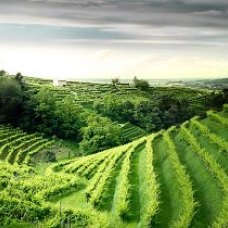 una vista meravigliosa sulle colline del Prosecco presso valdobbiadene