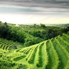 una vista meravigliosa sulle colline del Prosecco presso valdobbiadene