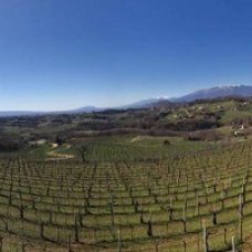 I vigneti del Prosecco di Conegliano