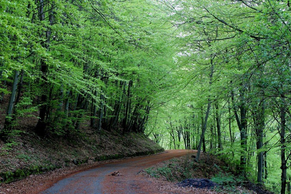 Bosco di Rezzo